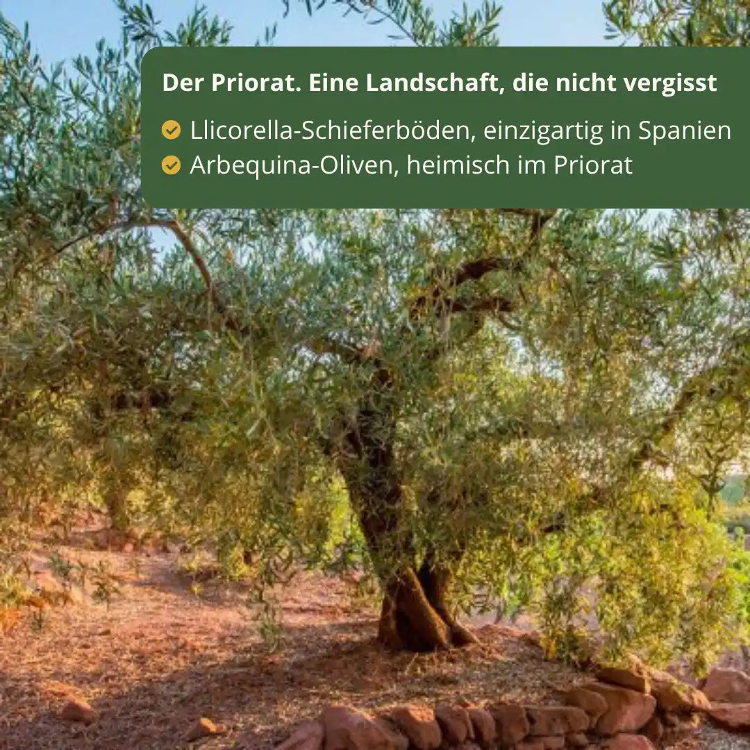 Olivenbaum im Priorat auf Llicorella-Schieferböden, Herkunft der Arbequina-Oliven von Priorat Natur – La Tradición