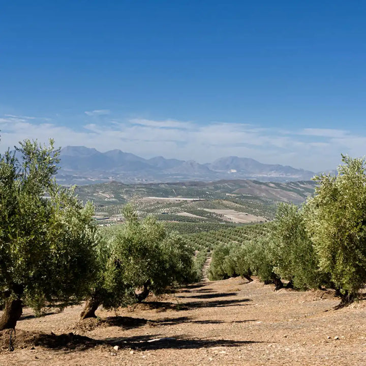 Weitläufiger Olivenhain von 12Mil Royales in Andalusien mit Bergpanorama – Herkunft des nativen Olivenöls extra für La Tradición