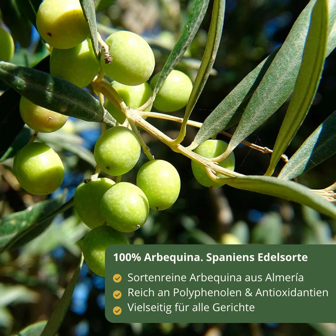 Gruene Arbequina Oliven am Baum in Almeria Spanien sortenreines natives Olivenoel extra reich an Polyphenolen und Antioxidantien vielseitig einsetzbar