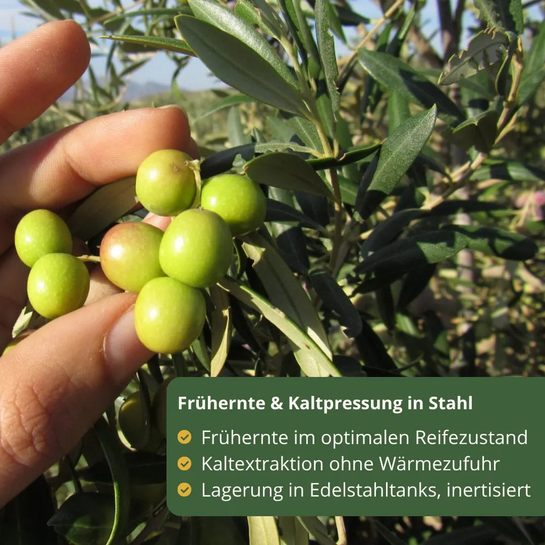 Hand haelt frische Arbequina Oliven am Baum fruehe Ernte optimaler Reifezustand Kaltpressung Lagerung in Edelstahltanks hochwertiges Olivenoel Spanien