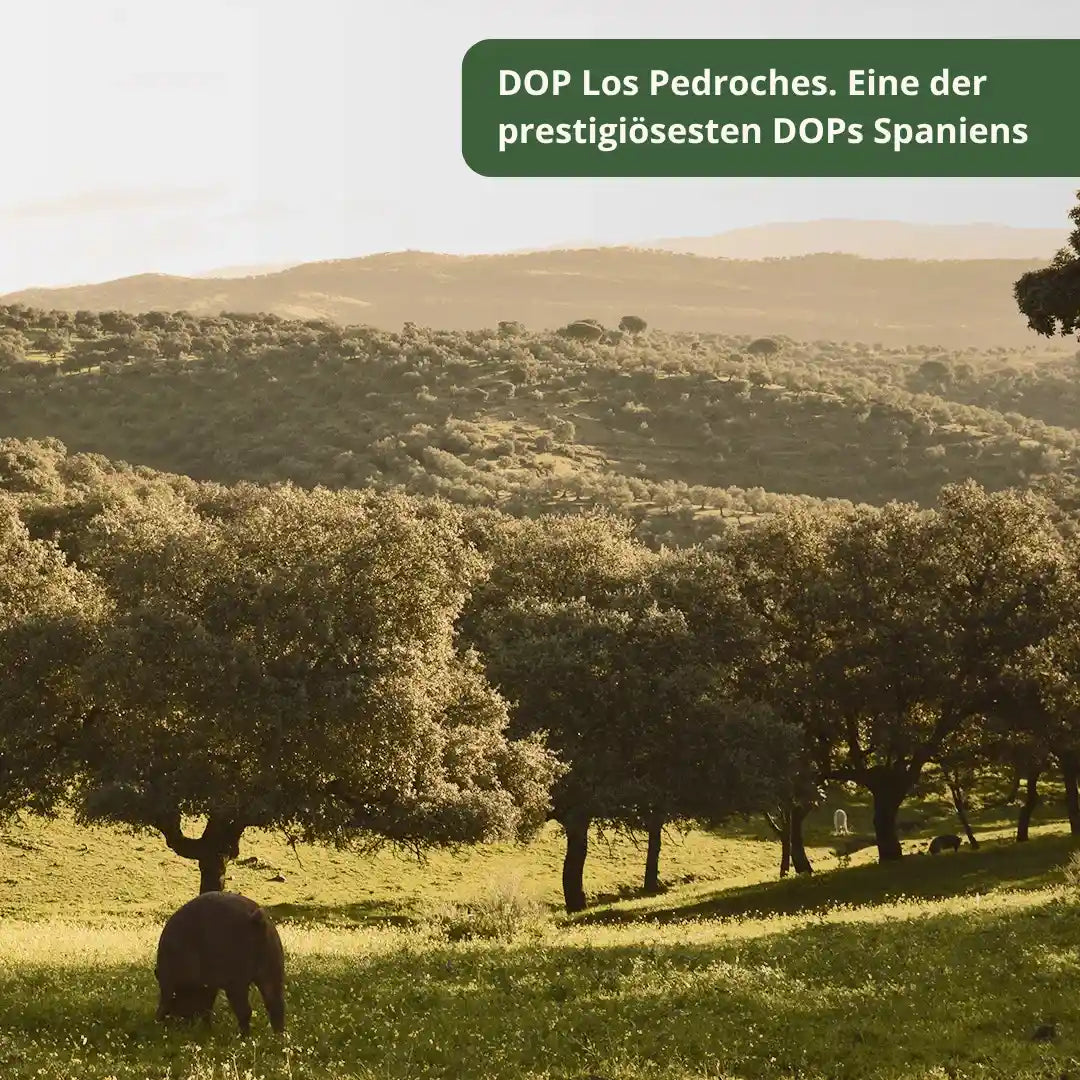 Die Dehesa von Los Pedroches in Cordoba. Herkunftsregion mit DOP fuer hochwertigen Jamon Iberico.