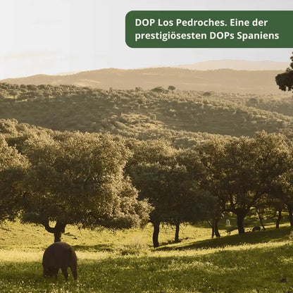 Die Dehesa von Los Pedroches in Cordoba. Herkunftsregion mit DOP fuer hochwertigen Jamon Iberico.