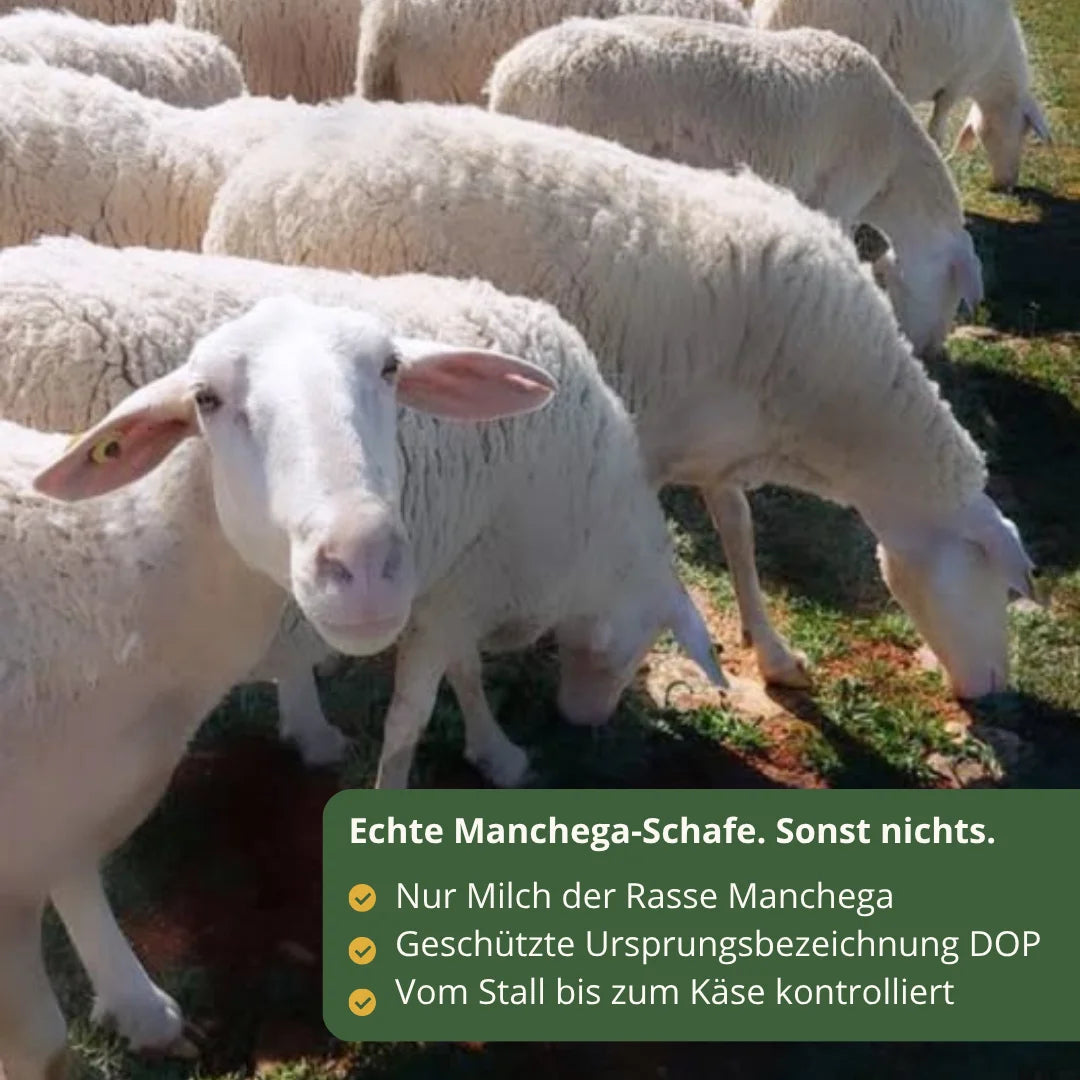 Manchega Schafe in La Mancha liefern hochwertige Schafsmilch fuer echten DOP Manchego Kaese