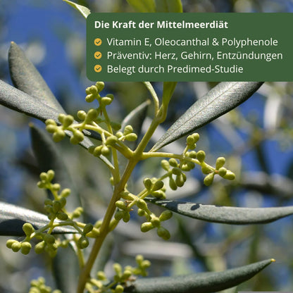 Olivenzweig mit jungen Fruechten Symbol fuer mediterrane Diaet mit Olivenoel reich an Vitamin E Oleocanthal und Polyphenolen gesundheitliche Vorteile Herz Gehirn Entzuendungen