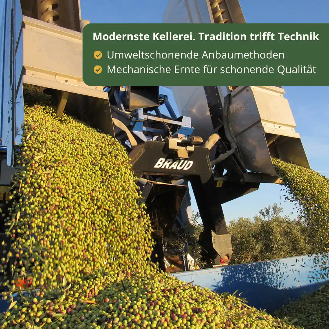 Mechanische Olivenernte in Andalusien mit moderner Maschine schonende Ernte nachhaltige Landwirtschaft Oleo Almanzora natives Olivenoel extra