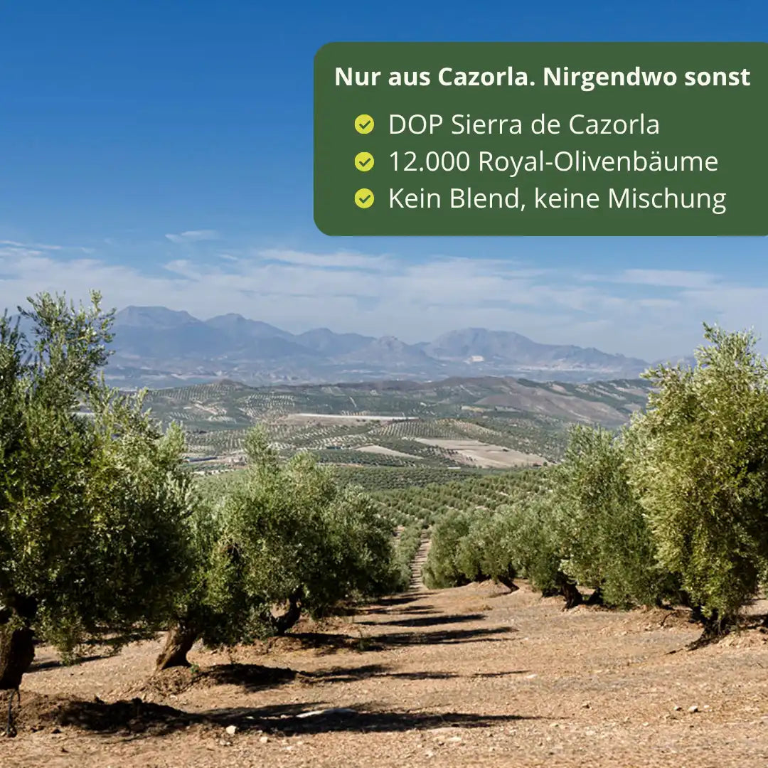 12Mil Royales natives Olivenoel extra aus Sierra de Cazorla Jaen Spanien Royal Oliven keine Mischung DOP Herkunft Premium Qualitaet Olivenhain Landschaft