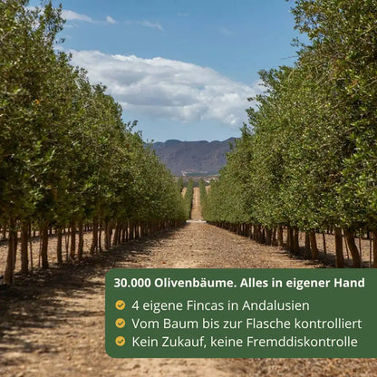 Olivenhain in Andalusien mit 30000 Olivenbaeumen Eigenproduktion Oleo Almanzora natives Olivenoel extra direkte Kontrolle vom Baum bis zur Flasche