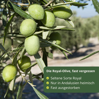 Royal Oliven an Baum in Andalusien Spanien seltene Olivensorte fast ausgestorben exklusiv fuer 12Mil Royales natives Olivenoel extra