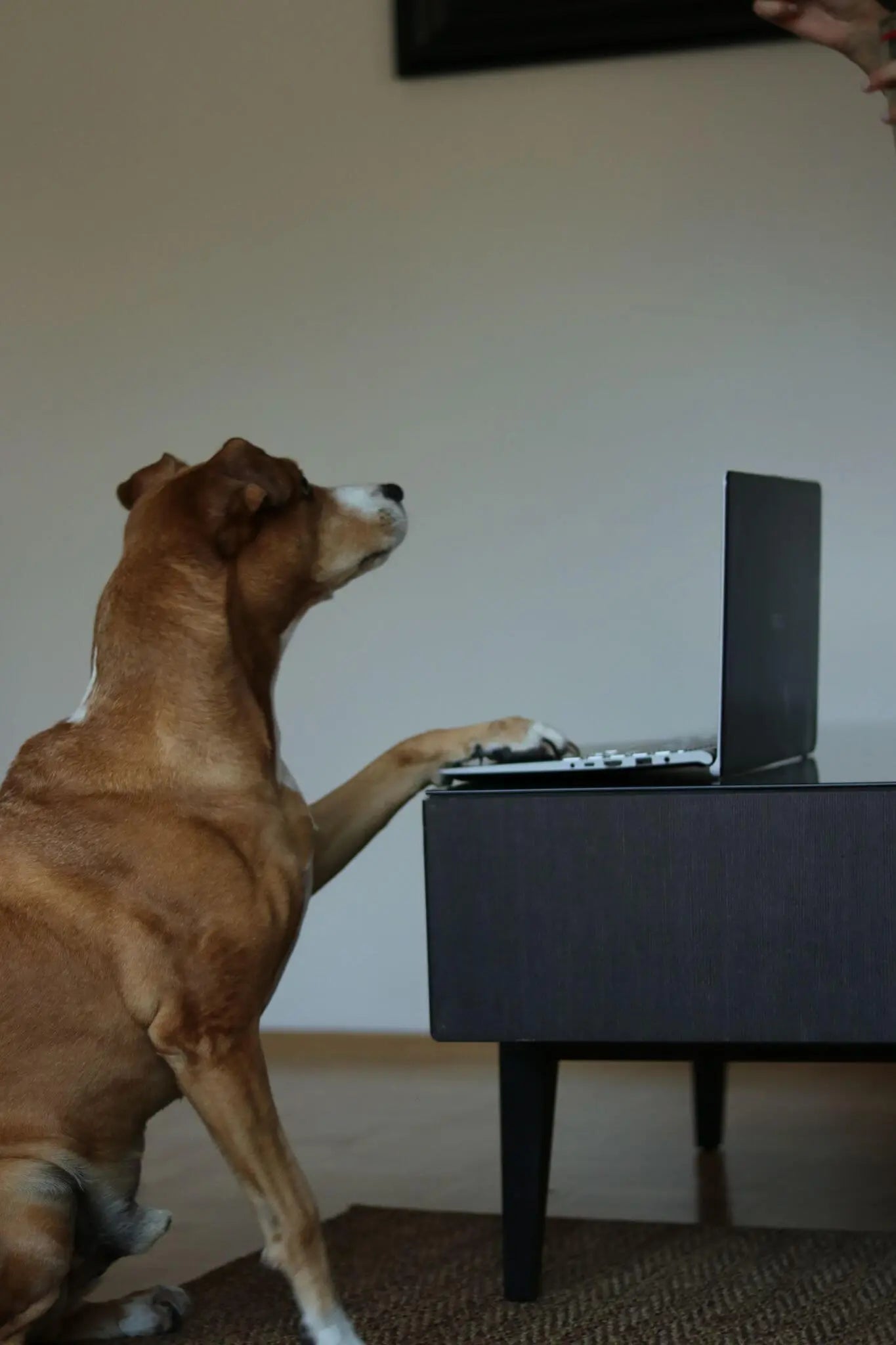 Ragnar, der Hund des Teams, tippt am Laptop für den Kundenservice