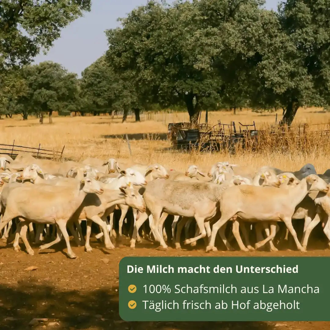 100 Prozent Schafsmilch aus La Mancha frisch vom Hof fuer hochwertigen Manchego Kaese