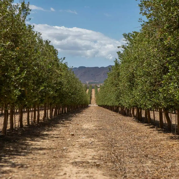 Olivenhain von Oleo Almanzora in Almería – Reihen von Olivenbäumen vor der Bergkulisse Andalusiens, Herkunft des nativen Olivenöls extra für La Tradición