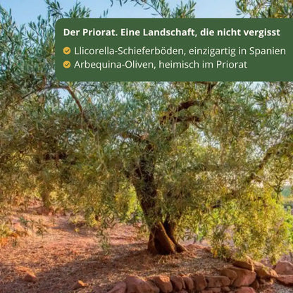Olivenbaum im Priorat auf Llicorella-Schieferböden, Herkunft der Arbequina-Oliven von Priorat Natur – La Tradición