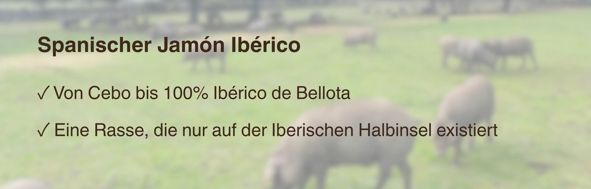 Spanischer Jamón Ibérico Banner: Von Cebo bis 100% Ibérico de Bellota, Rasse der Iberischen Halbinsel – La Tradición